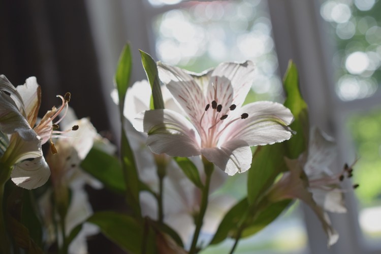 flower morning light