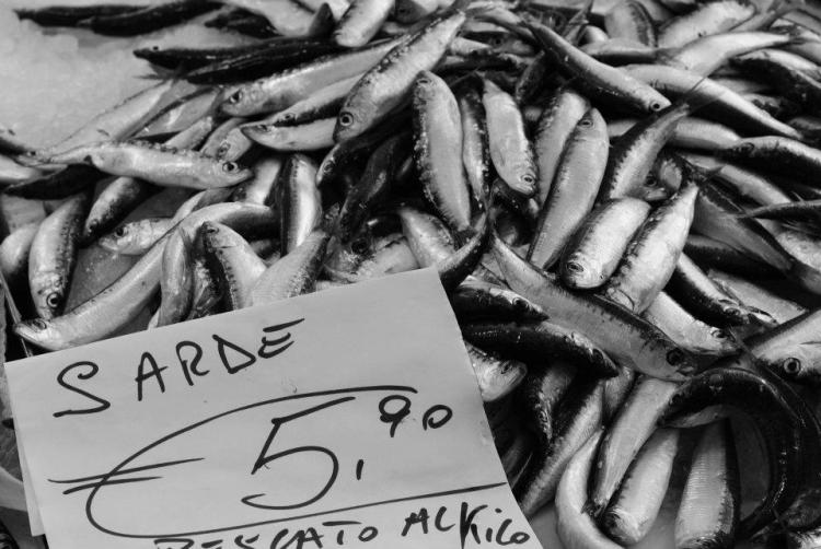 sardines venice